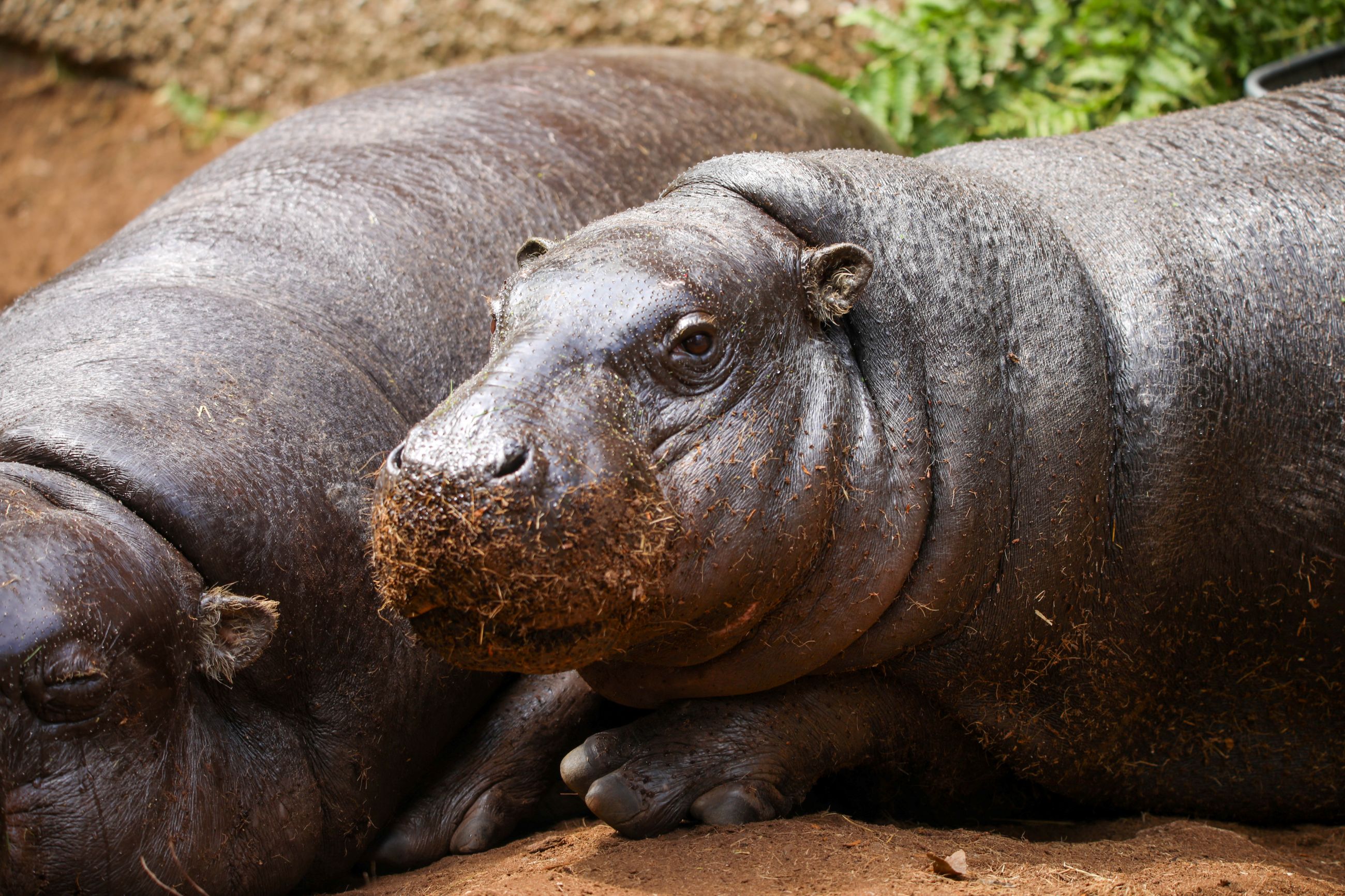 Gloria the pygmy hippo enjoying a lay in the sand at Edinburgh Zoo CREDIT RZSS